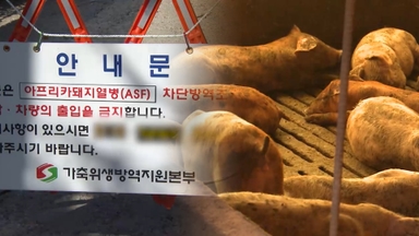 충남 당진서 아프리카돼지열병…전국 위기경보 '심각'
