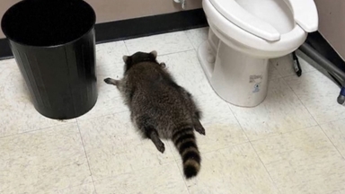 미국 주류판매점 침입해 '만취실신'한 범인은?