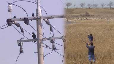 정부, 여객기 참사 1년만에 '조류충돌 위험평가 지침' 마련