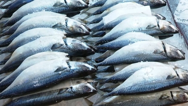 고등어 수급 위기…올해 노르웨이산 공급 '반토막'