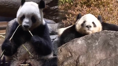 도쿄 쌍둥이 판다, 27일 중국행…日 '제로 판다'