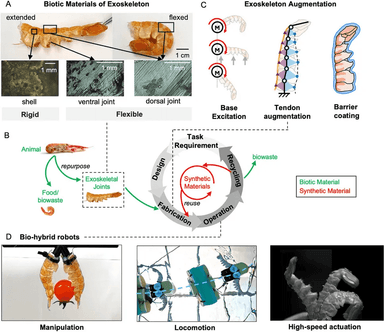 '죽은 바닷가재'로 만든 로봇 팔 등장..."네크로보틱스의 좋은 예"