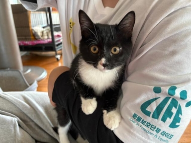 [가족] 학교 담벼락서 "야옹"… 뒷다리 마비된 채 구조된 새끼 고양이 '시도'