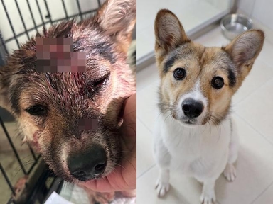 [가족] 호미로 맞고 농수로에 버려졌어도 사람의 손길을 기다리는 '포근이'