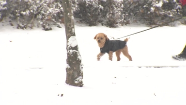 [날씨] 강원 산간 오후부터 또 최대 10cm 눈...서해안 한파주의보