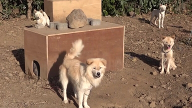 "버려진 생명인데 또"...벼랑 끝 유기견 보금자리