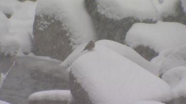 [날씨] 주말 전국에 눈, 강원 대설...휴일부터 다시 한파
