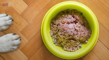 건사료에 화식 섞어도 될까?…수의영양학이 답한 혼합 급여의 진실
