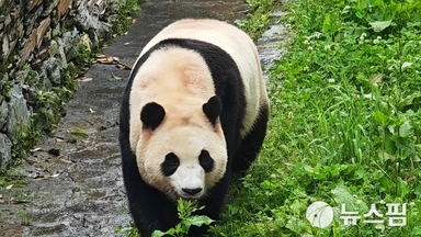 [영상 차이나로드] 푸바오 다시 오나... 판다 내보낸 일본, 판다 요청한 한국