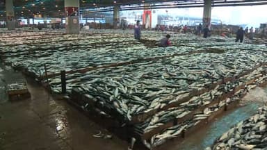 고등어 지난 10월 생산량 62% 급감…가격 11% '쑥'