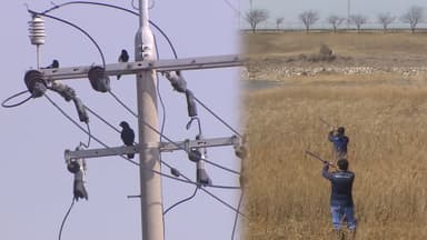 정부, 여객기 참사 1년만에 '조류충돌 위험평가 지침' 마련