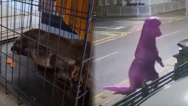 술집에 나타난 아기물개…쓰레기 불법 투기한 공룡?