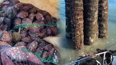 가리비 제철이지만…여름 고수온에 "작황 부진"