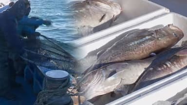 고수온에 어획량 '뚝'…거제 '대구' 씨 마를라