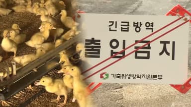 안성·고창·나주서 고병원성 조류인플루엔자 발생