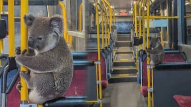[지구촌현장포착] "기사님 이 버스 어디가요?" 호주 이색 승객 정체는