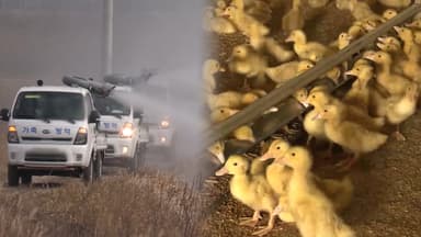 전남 영암 육용종계 농장서 고병원성 AI 발생