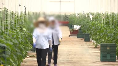 내년 상반기 농업 외국인 근로자 10만2천명…역대 최대