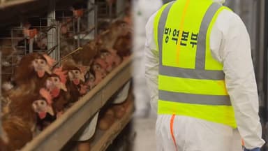 충북 음성·전남 나주서 '고병원성 AI' 발생