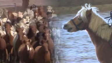 '붉은 말의 해'…"제주 말과 힘찬 도약을" 기원