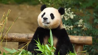 '제2의 푸바오' 다시 오나…한중 환경 당국 논의 시작