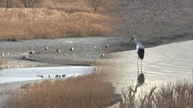 천연기념물 '황새'…전북 고창 해리천서 집단 월동