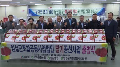 당도 높은 전북 임실 딸기…전국 유통 본격화