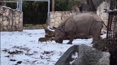 1.7t 코뿔소에 맞서는 용감무쌍 13kg 사슴