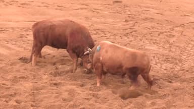 청도 소싸움 동물학대 논란…농식품부 "강력 조치"