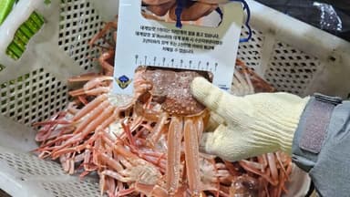 포항해경, 체장미달 대게 불법 포획·유통 7명 검거