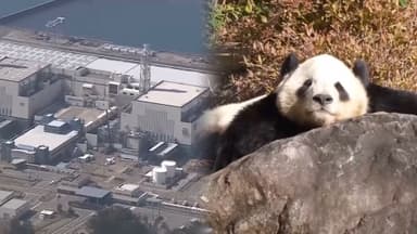 日도쿄전력 원전 재가동…"일본 국민, 판다 보려면 중국으로"