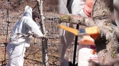 치료제도 없는 '과수화상병'…겨울이 예방 적기