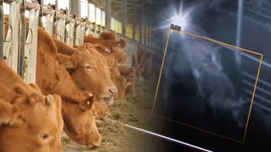 발열 등 가축 이상징후…인공지능으로 탐지한다