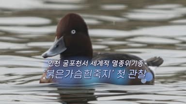 [생생갤러리] 인천 굴포천서 세계적 멸종위기종 ‘붉은가슴흰죽지’ 첫 관찰