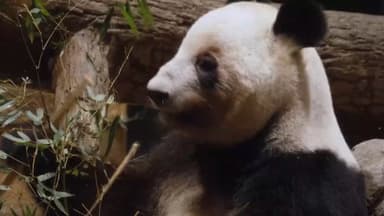 54년 만에 막 내린 '판다 외교'…중·일 갈등 여파