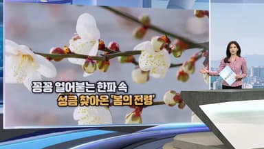 [현장한컷] 한파 속 성큼 찾아온 '봄의 전령'..."봄이 오나 봄"