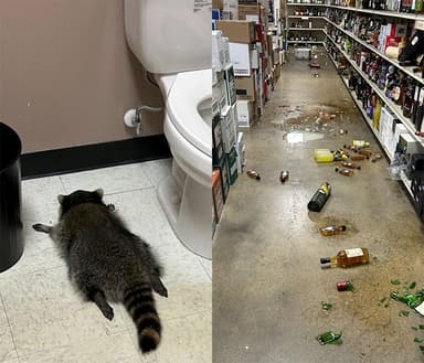 술 훔쳐먹고 화장실서 곯아떨어진 라쿤…'초범'이 아니었다?