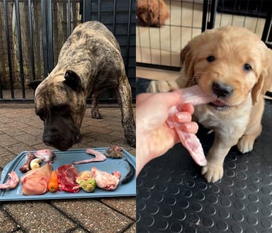 SNS서 반려견 '뼈째 급여' 확산… 전문가 경고