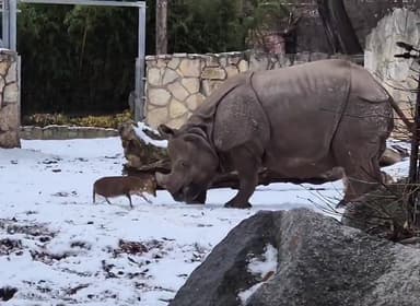 동물판 '다윗과 골리앗'…무게 12kg 사슴 vs 1.7톤 코뿔소