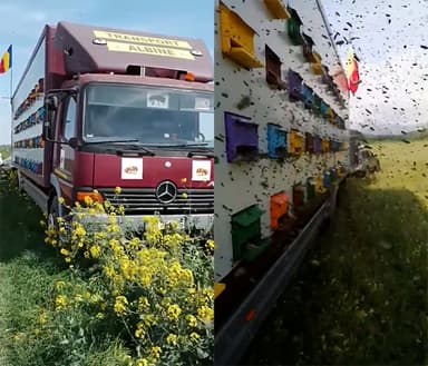 “꿀벌 뿌려드립니다”…수천 마리의 벌을 빌려주는 이동형 '렌탈' 서비스