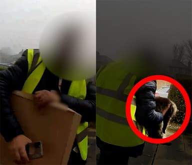 “고양이가 사라졌다”... CCTV에 찍힌 '아마존 배송기사, 반려묘 절도' 논란
