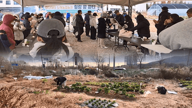 [OBS 인섬뉴스] 영종도 도시농업, 텃밭 넘어 '공동체' 결실