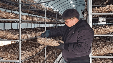 [OBS 인섬뉴스] 청년농부의 버섯농장 도전기