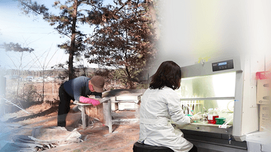 농촌진흥청, '프로폴리스' 면역조절 효과 입증