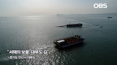 [경인영상터치] "청정 바다가 키운 대부도 김 이야기"