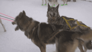 [오늘의 세계] 12일간 알프스 산악 400km 질주…'썰매견 경주'