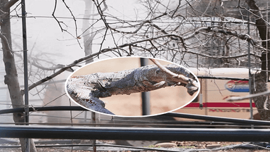 농촌진흥청, '과수화상병' 예방 총력