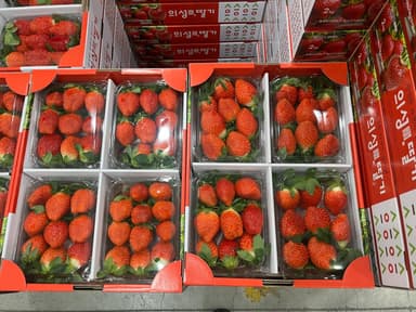 [영상뉴스] ‘의성眞 딸기’ 본격 출하…대형 유통망 공급 확대