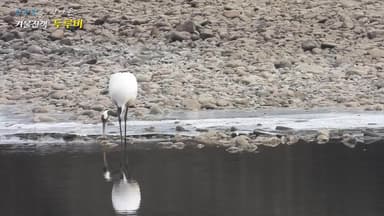 [단독]세계 3000마리 남은 '희귀새', 연천에 20마리 나타났다