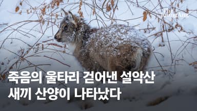 '죽음의 울타리' 걷어낸 설악산…눈밭서 나타난 멸종위기종 정체 [영상]